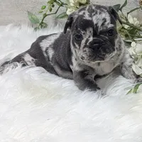 Kyrie, a male French Bulldog for sale in Millersburg, OH – Photo 7 of 7