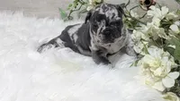 Kyrie, a male French Bulldog for sale in Millersburg, OH – Photo 7 of 7