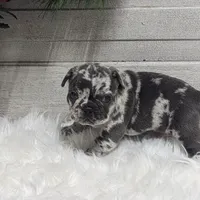 Kyrie, a male French Bulldog for sale in Millersburg, OH – Photo 2 of 7