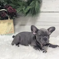 Kip, a male French Bulldog for sale in Millersburg, OH – Photo 3 of 6