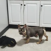 Kip, a male French Bulldog for sale in Millersburg, OH – Photo 5 of 6