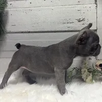 Kip, a male French Bulldog for sale in Millersburg, OH – Photo 2 of 6