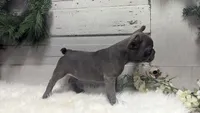 Kip, a male French Bulldog for sale in Millersburg, OH – Photo 2 of 6