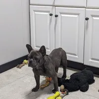 Kip, a male French Bulldog for sale in Millersburg, OH – Photo 6 of 6