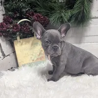 Kip, a male French Bulldog for sale in Millersburg, OH – Photo 1 of 6