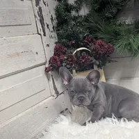 Kip, a male French Bulldog for sale in Millersburg, OH – Photo 4 of 6