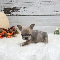 Mo, a male French Bulldog for sale in Millersburg, OH – Photo 1 of 7