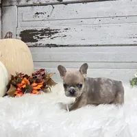 Mo, a male French Bulldog for sale in Millersburg, OH – Photo 6 of 7