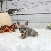 Mo, a male French Bulldog for sale in Millersburg, OH – Photo 7 of 7