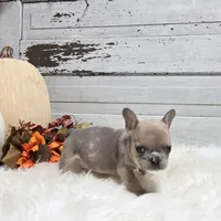 Mo, a male French Bulldog for sale in Millersburg, OH – Photo 2 of 7