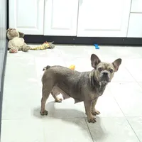 Mo, a male French Bulldog for sale in Millersburg, OH – Photo 3 of 7