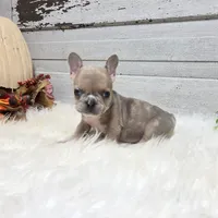 Mo, a male French Bulldog for sale in Millersburg, OH – Photo 4 of 7