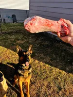 Lazlo, a male German Shepherd Dog for sale in Muncie, IN – 2 of 2