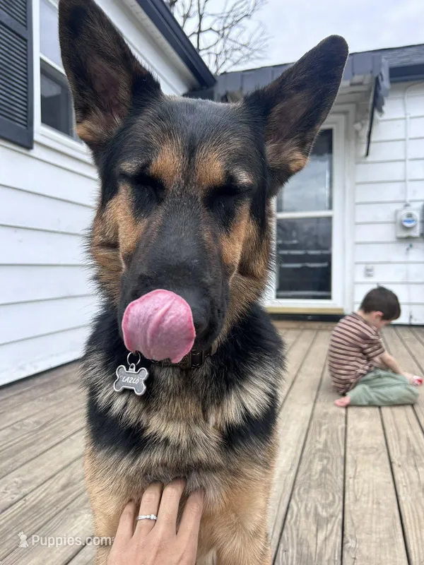 Lazlo – German Shepherd Dog puppy for sale in Muncie, IN