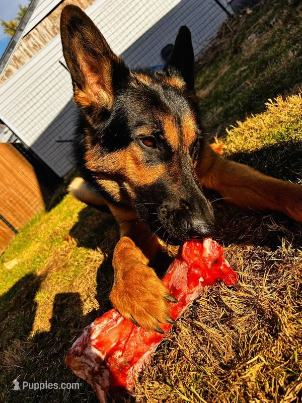 Lazlo – German Shepherd Dog puppy for sale in Muncie, IN