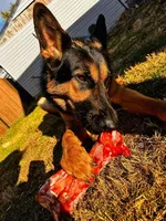 Lazlo, a male German Shepherd Dog for sale in Muncie, IN – 1 of 2