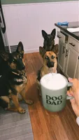 Leslie, a female German Shepherd Dog for sale in Muncie, IN – 7 of 8