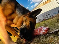 Leslie, a female German Shepherd Dog for sale in Muncie, IN – 2 of 8