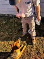 Leslie, a female German Shepherd Dog for sale in Muncie, IN – 4 of 8