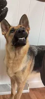 Leslie, a female German Shepherd Dog for sale in Muncie, IN – 5 of 8