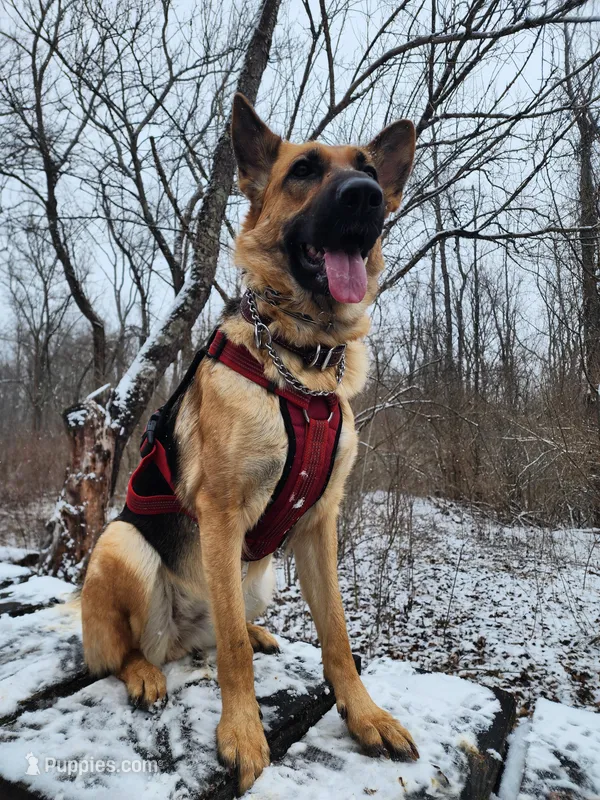 Leslie – German Shepherd Dog puppy for sale in Muncie, IN