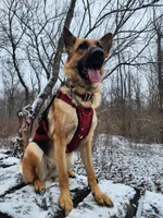 Leslie, a female German Shepherd Dog for sale in Muncie, IN – 1 of 8