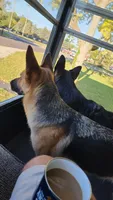 Leslie, a female German Shepherd Dog for sale in Muncie, IN – 8 of 8