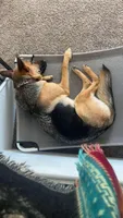 Leslie, a female German Shepherd Dog for sale in Muncie, IN – 6 of 8