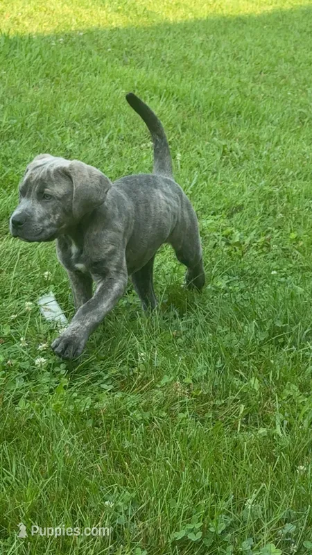 bear – Cane Corso puppy for sale in Iowa City, IA