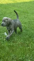 bear, a male Cane Corso for sale in Iowa City, IA – 1 of 2