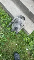 bear, a male Cane Corso for sale in Iowa City, IA – 2 of 2