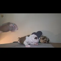 DOZER, a male American Bully for sale in Palatka, FL – Photo 10 of 10