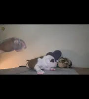 DOZER, a male American Bully for sale in Palatka, FL – Photo 4 of 4