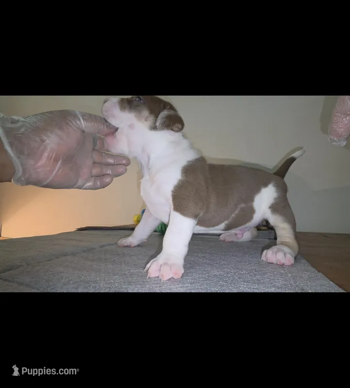 DOZER, a male American Bully for sale in Palatka, FL – Photo 1 of 4