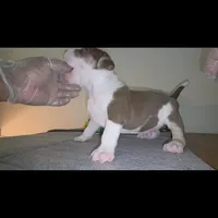 DOZER, a male American Bully for sale in Palatka, FL – Photo 8 of 10