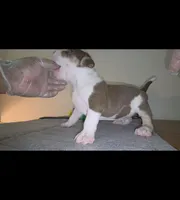 DOZER, a male American Bully for sale in Palatka, FL – Photo 1 of 4