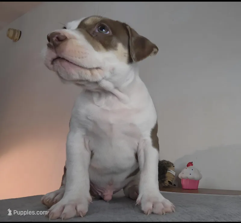 DOZER – American Bully puppy for sale in Palatka, FL