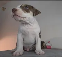 DOZER, a male American Bully for sale in Palatka, FL – Photo 2 of 10