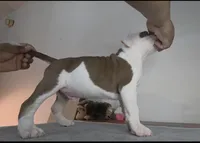 DOZER, a male American Bully for sale in Palatka, FL – Photo 3 of 10