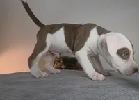 DOZER, a male American Bully for sale in Palatka, FL – Photo 7 of 10