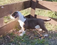 DOZER, a male American Bully for sale in Palatka, FL – Photo 5 of 10
