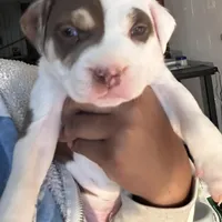 DOZER, a male American Bully for sale in Palatka, FL – Photo 4 of 10