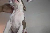 DOZER, a male American Bully for sale in Palatka, FL – Photo 6 of 10