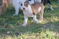 DOZER, a male American Bully for sale in Palatka, FL – Photo 1 of 10