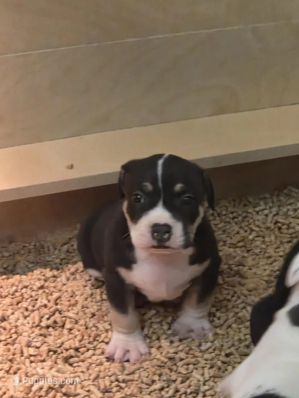 Oreo – American Bully puppy for sale in Palatka, FL