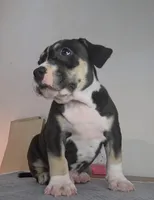 Oreo, a male American Bully for sale in Palatka, FL – Photo 2 of 10