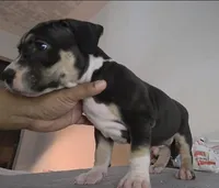 Oreo, a male American Bully for sale in Palatka, FL – Photo 5 of 10