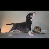 Oreo, a male American Bully for sale in Palatka, FL – Photo 6 of 10