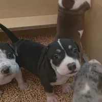 Oreo, a male American Bully for sale in Palatka, FL – Photo 8 of 10