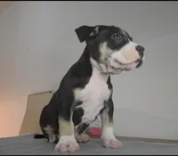 Oreo, a male American Bully for sale in Palatka, FL – Photo 3 of 10